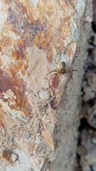 Diaea ambara