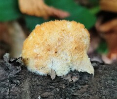 Pycnoporellus fulgens