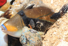 Rhinecanthus rectangulus