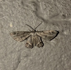 Phazaca interrupta