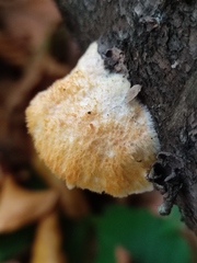 Pycnoporellus fulgens