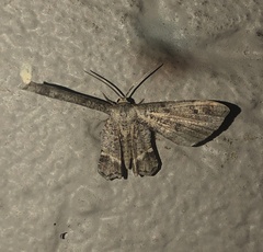 Phazaca interrupta