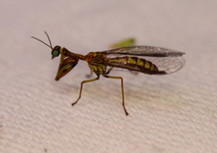 Spaminta minjerribae