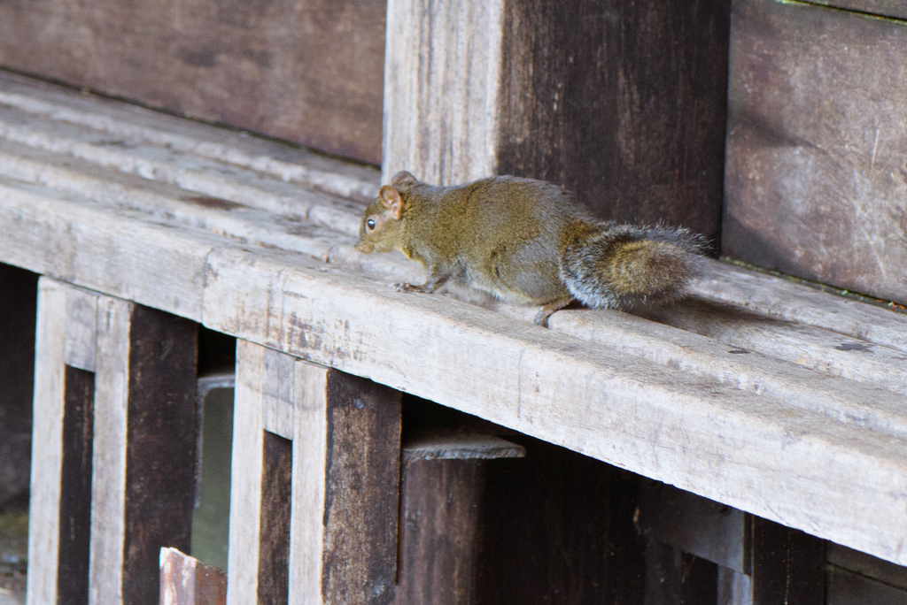 Perny's Long-nosed Squirrel