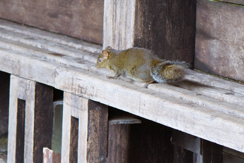 Perny's Long-nosed Squirrel