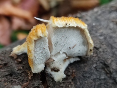 Pycnoporellus fulgens