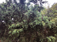 Juniperus formosana