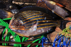 Acanthurus lineatus