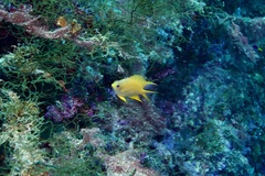 Amblyglyphidodon aureus