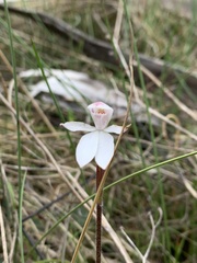 Caladenia alpina