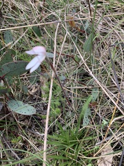 Caladenia alpina