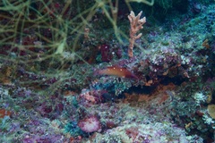 Bodianus dictynna