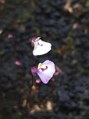 Utricularia grampiana