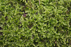 Hypnum cupressiforme