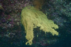 Rhipidipathes reticulata