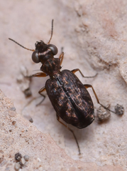 Scopodes