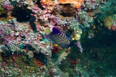 Pygoplites diacanthus