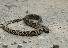Bothrops jararaca