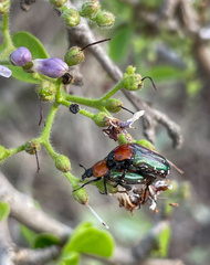 Leucocelis
