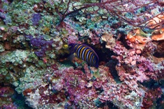 Pygoplites diacanthus