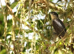 Pachyramphus validus