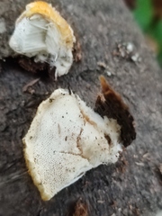 Pycnoporellus fulgens