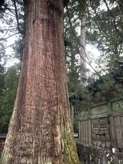 Sciadopitys verticillata