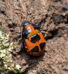 Choerocoris paganus