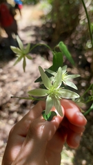 Clematis forsteri