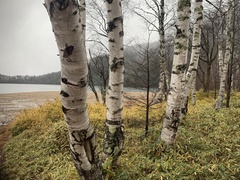 Betula platyphylla