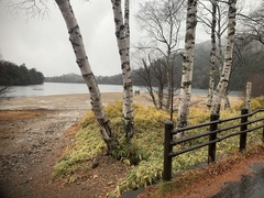 Betula platyphylla
