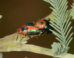 Calomela curtisi