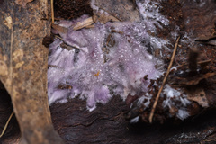 Phlebiopsis crassa
