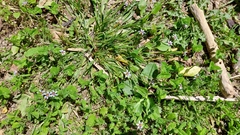 Sisyrinchium micranthum