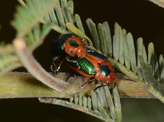 Calomela curtisi