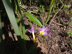 Siphonochilus aethiopicus