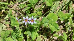 Sisyrinchium micranthum