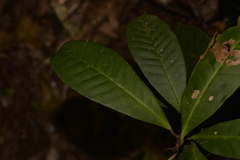 Quintinia verdonii