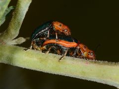 Calomela curtisi