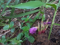 Siphonochilus aethiopicus