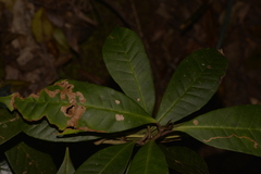 Quintinia verdonii