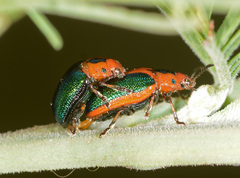 Calomela curtisi