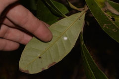 Quintinia verdonii