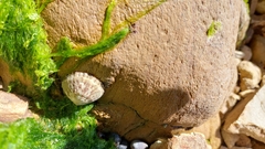 Cellana radians
