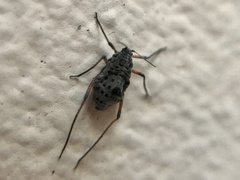 Tuberolachnus salignus