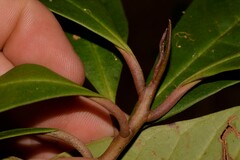 Quintinia verdonii