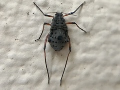 Tuberolachnus salignus