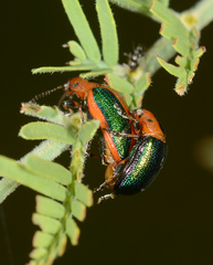 Calomela curtisi