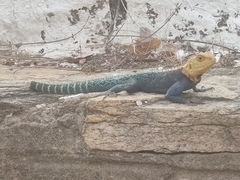 Agama kirkii
