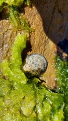 Cellana radians